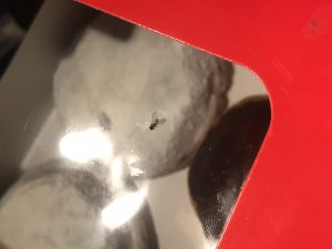 Insect in my food