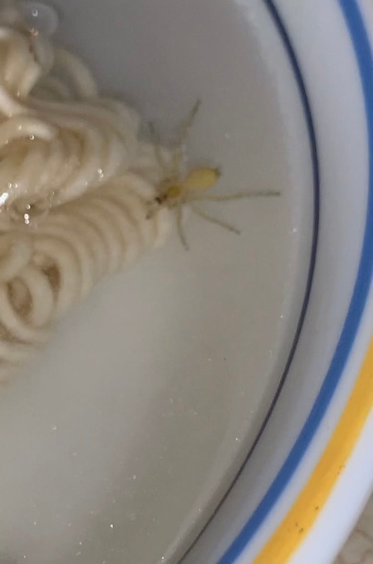 Mr. Noodles complaint Dead Spider in package