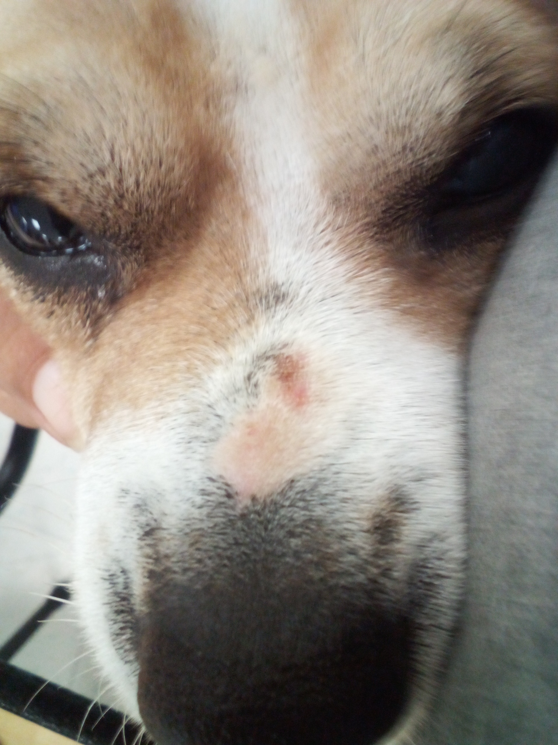 St Vincent De Paul complaint Harassing me and my service animal and my dog has a big old gash on his nose from a muscle
