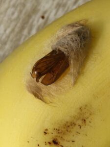 Bad banana with insect